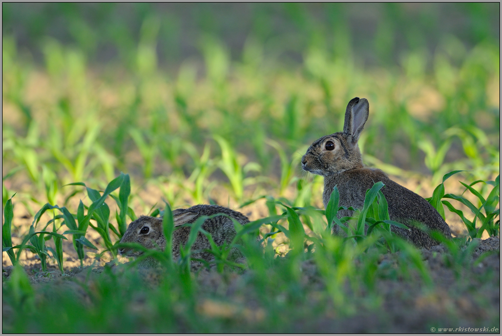 im Mais... Wildkaninchen *Oryctolagus cuniculus*