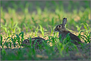 im Mais... Wildkaninchen *Oryctolagus cuniculus*