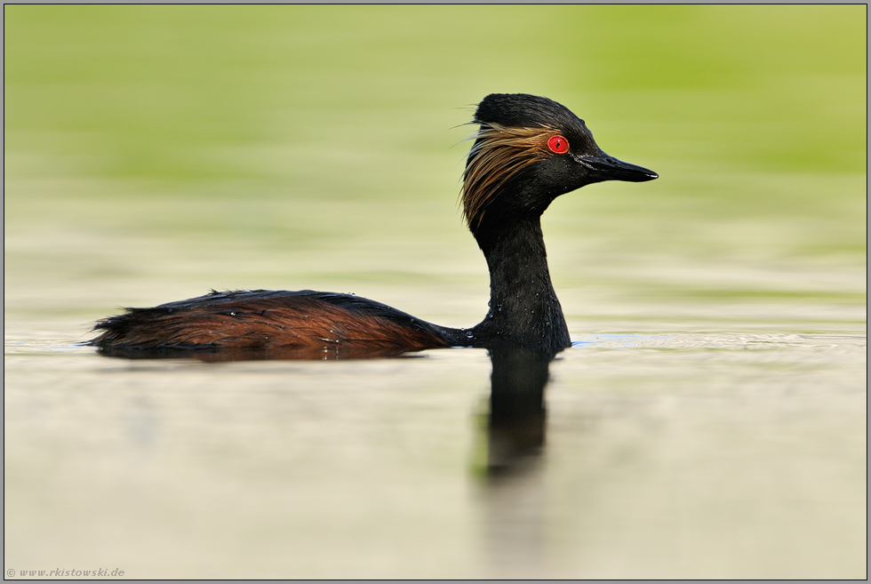 tiefe Wasserlage... Schwarzhalstaucher *Podiceps nigricollis*