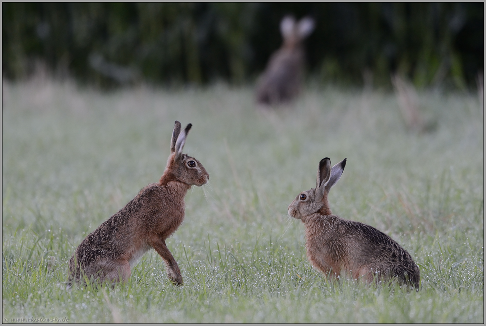 Hasenhochzeit... Feldhase *Lepus europaeus*