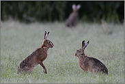 Hasenhochzeit... Feldhase *Lepus europaeus*