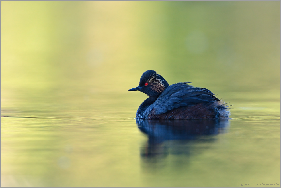 leuchtendes Wasser... Schwarzhalstaucher *Podiceps nigricollis*