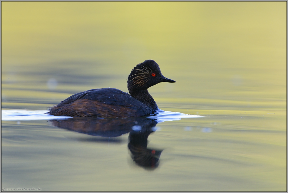 Männchen oder Weibchen... Schwarzhalstaucher *Podiceps nigricollis*