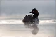 verborgen... Schwarzhalstaucher *Podiceps nigricollis*