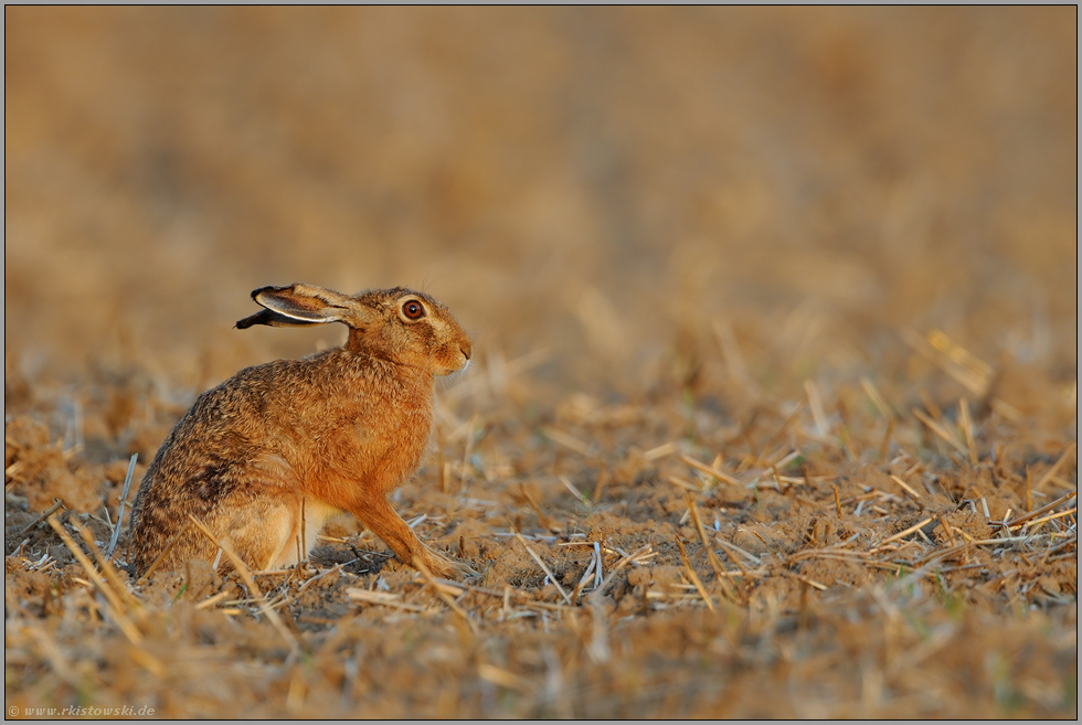 im Morgenlicht... Feldhase *Lepus europaeus*