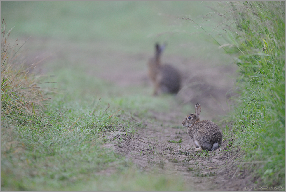 Zusammentreffen... Wildkaninchen *Oryctolagus cuniculus*