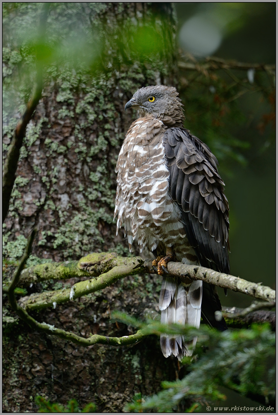 oben im Baum... Wespenbussard *Pernis apivorus *