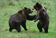 zwei Halbstarke... Europäischer Braunbär *Ursus arctos*