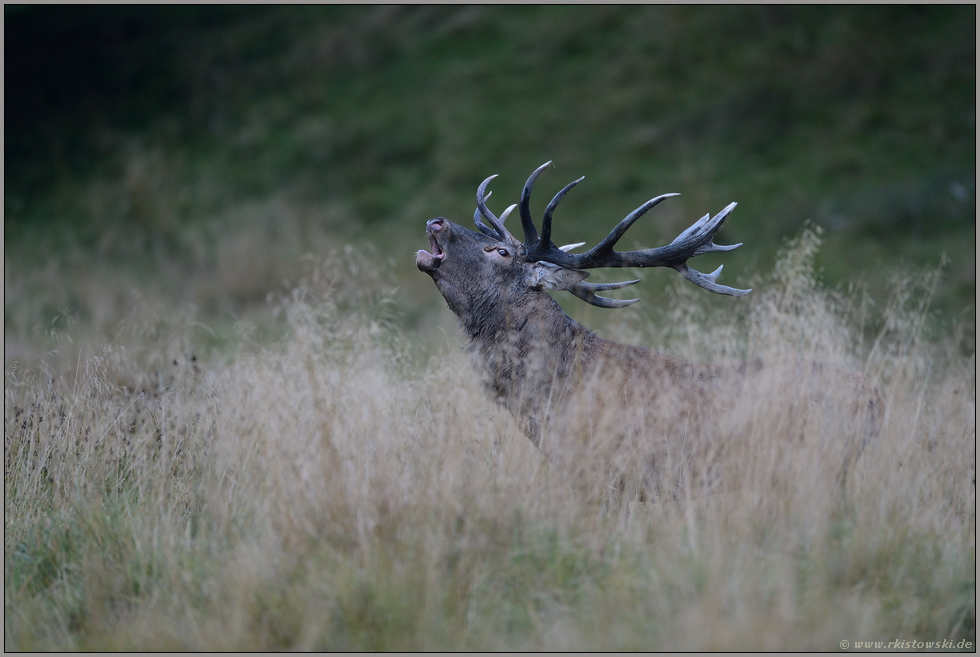 in der Dämmerung... Rothirsch *Cervus elaphus*