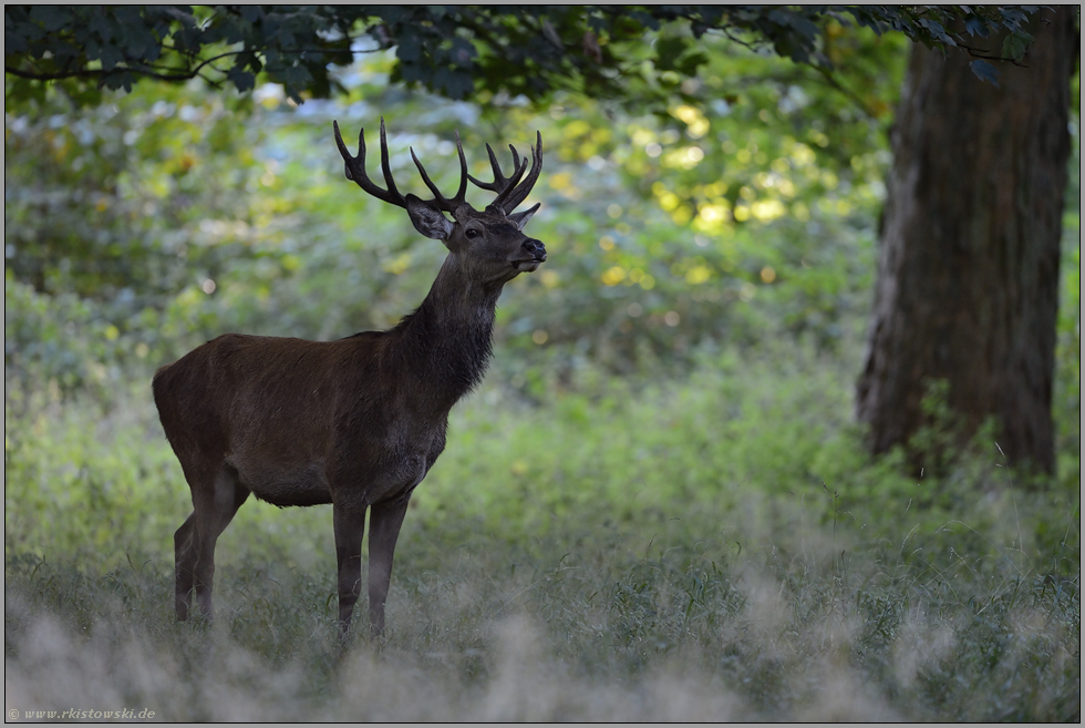 vielversprechender Nachwuchshirsch... Rothirsch *Cervus elaphus *