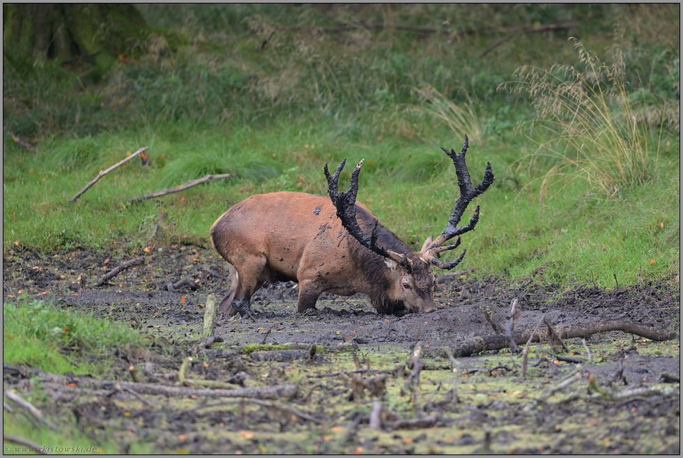 suhlend... Rothirsch *Cervus elaphus*
