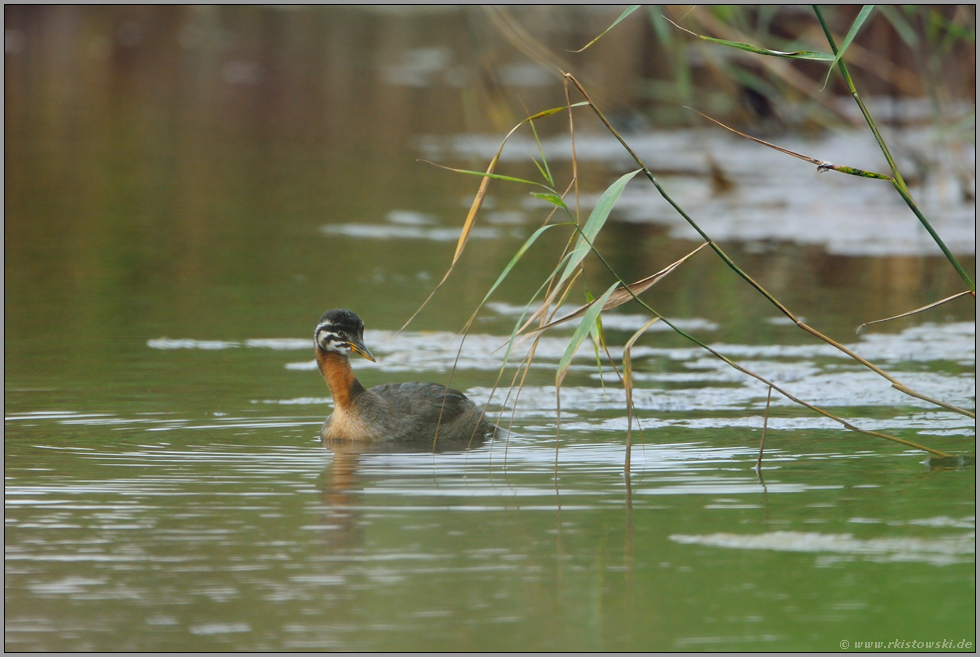 Jungvogel... Rothalstaucher *Podiceps grisegena*