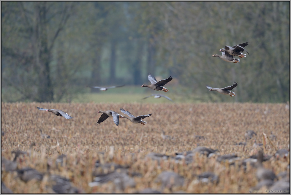 Landschaft am Niederrhein... Blässgänse *Anser albifrons*