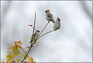 überraschender Besuch... Seidenschwanz *Bombycilla garrulus*