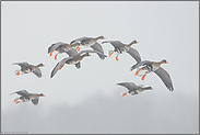 winterlicher Einflug der Gänse... Blässgänse *Anser albifrons*