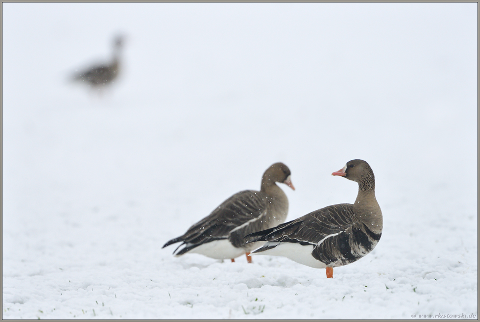 Gänse im Schnee... Blässgänse *Anser albifrons*