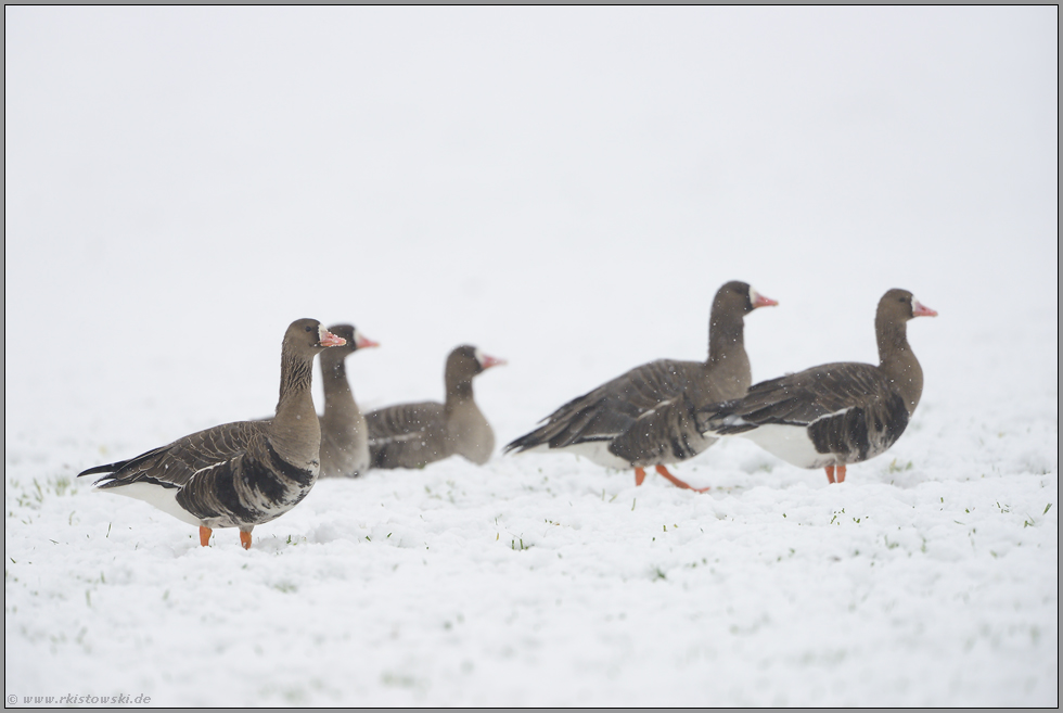 bei leichtem Schneefall... Blässgänse *Anser albifrons*