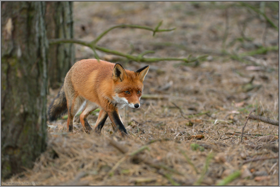 Rotrock auf der Pirsch... Rotfuchs *Vulpes vulpes*