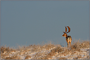 schöner Anblick... Damhirsch *Dama dama*