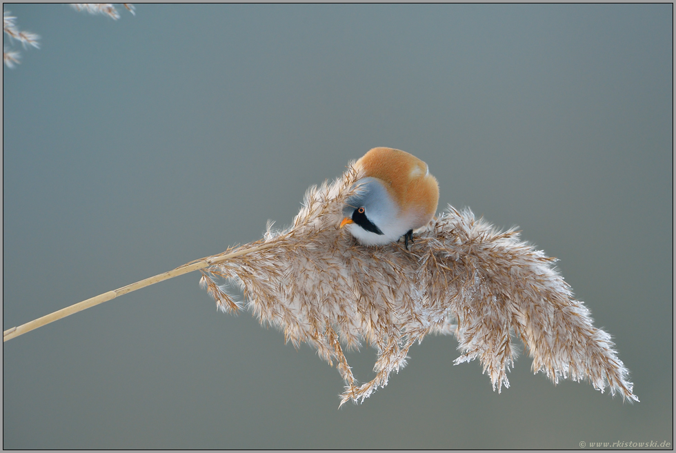 geschickt...  Bartmeise *Panurus biarmicus*