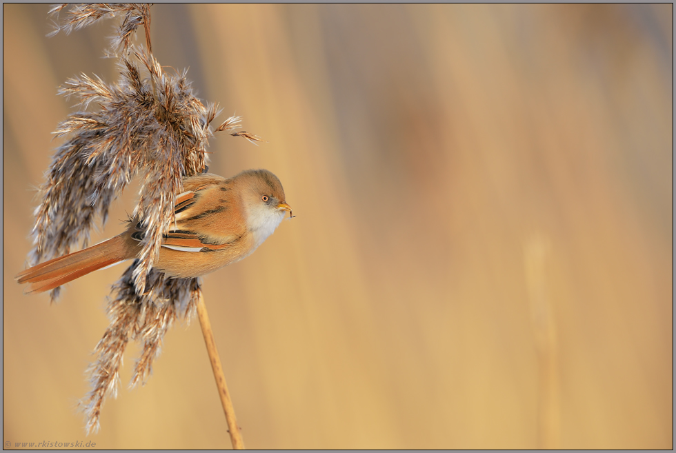 im Schilfgürtel... Bartmeise *Panurus biarmicus *