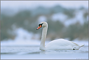 winterlich... Höckerschwan *Cygnus olor *