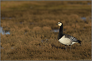 aufmerksam... Nonnengans *Branta leucopsis*