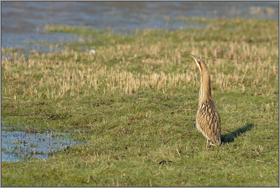 seltener Anblick... Rohrdommel *Botaurus stellaris*