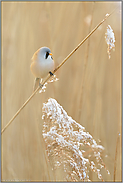 Schnee im Schilf... Bartmeise *Panurus biarmicus*