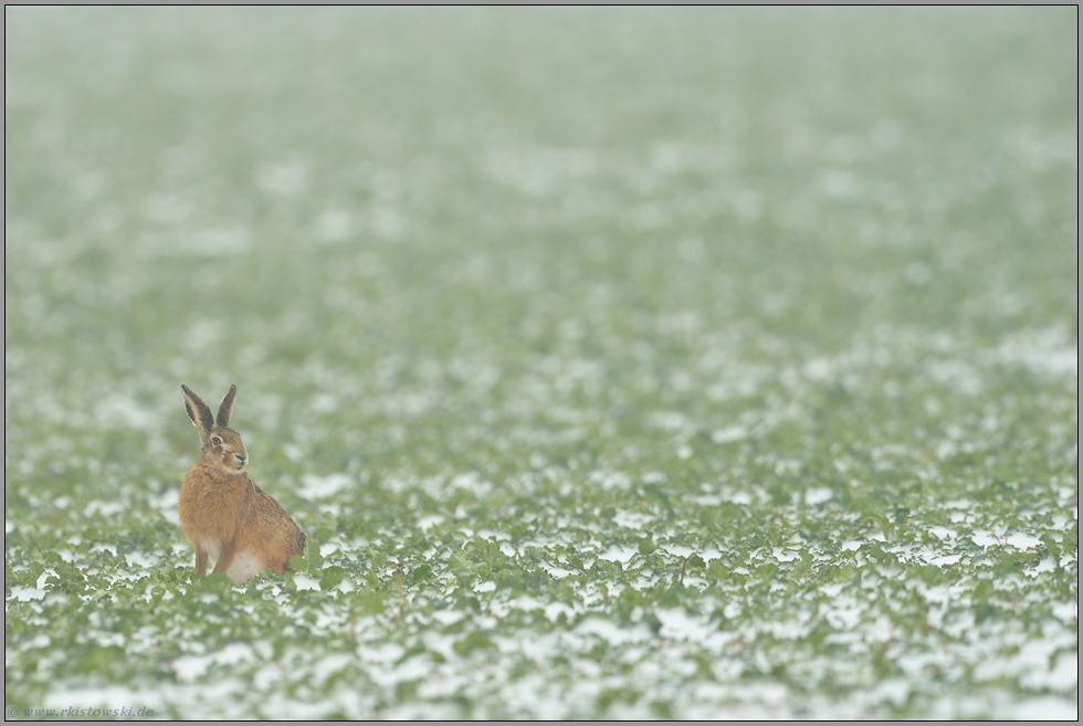 abwartend... Feldhase *Lepus europaeus*