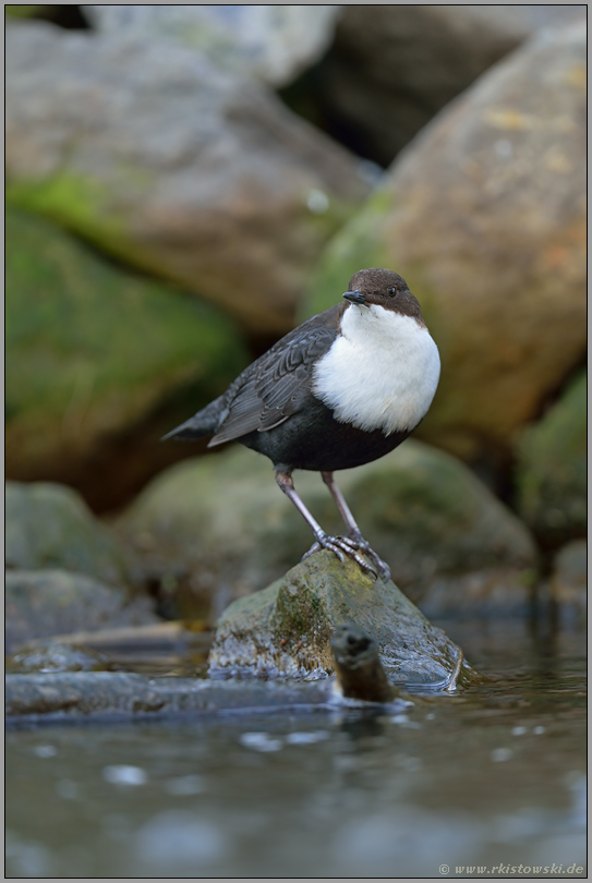 bevorzugte Sitzwarte... Wasseramsel *Cinclus cinclus*