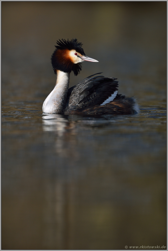 Ausschau haltend... Haubentaucher *Podiceps cristatus*