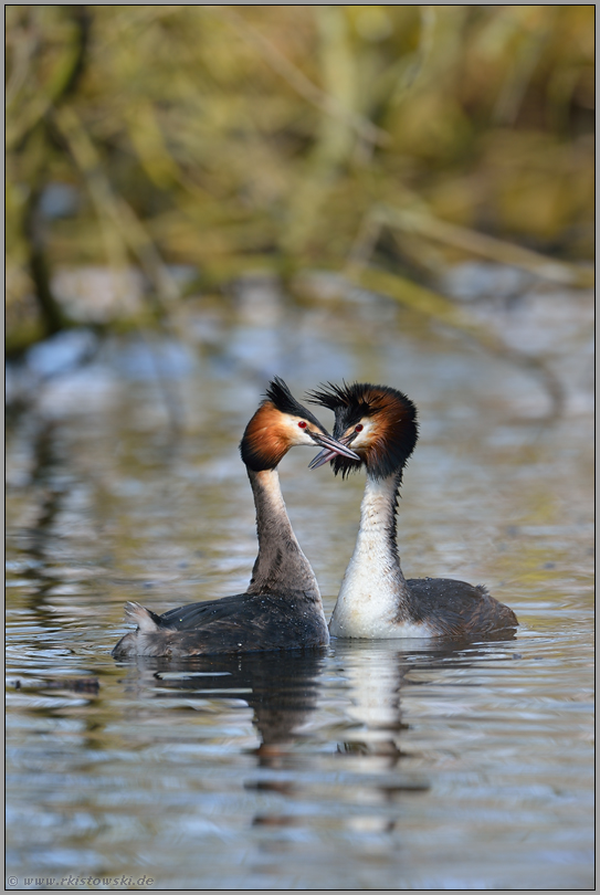 die Balz... Haubentaucher *Podiceps cristatus*