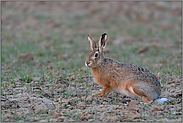 erstes Grün... Feldhase *Lepus europaeus*