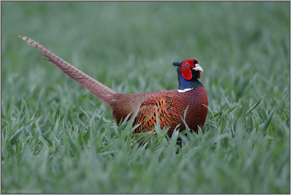 unterwegs... Jagdfasan *Phasianus colchicus*