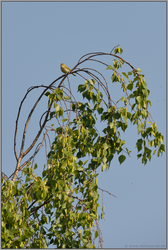 Erstbeobachtung... Grünlaubsänger *Phylloscopus trochiloides*