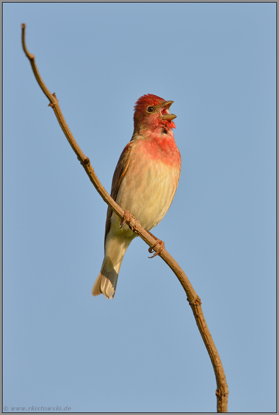 gegen den Himmel... Karmingimpel *Carpodacus erythrinus *