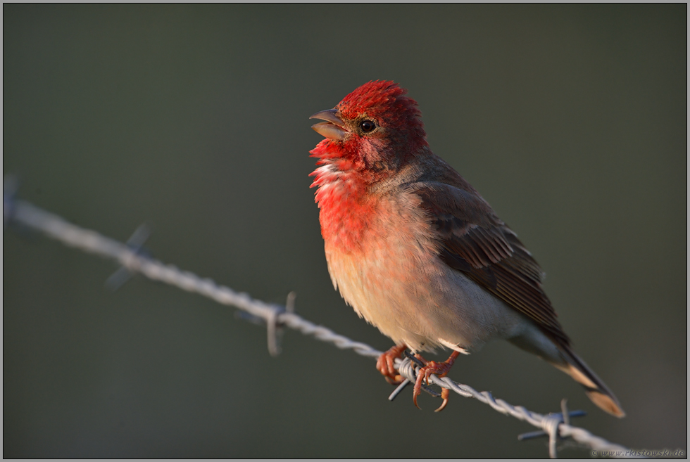 wenig scheu... Karmingimpel *Carpodacus erythrinus*