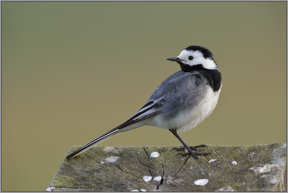 rückblickend...  Bachstelze *Motacilla alba*