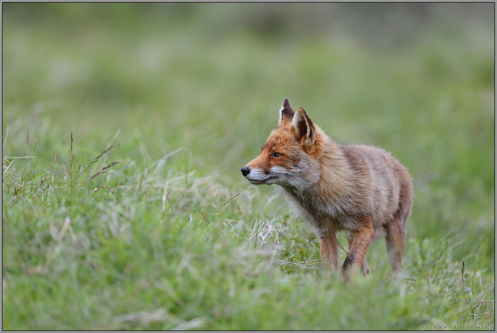 auf der Wiese... Rotfuchs *Vulpes vulpes*