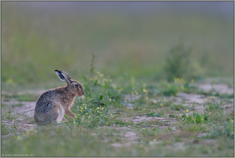 Feinschmecker... Feldhase *Lepus europaeus*