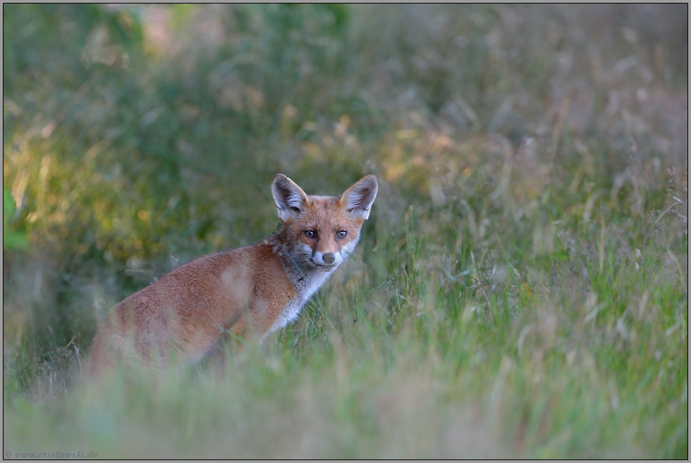 Jungfuchs... Rotfuchs *Vulpes vulpes *