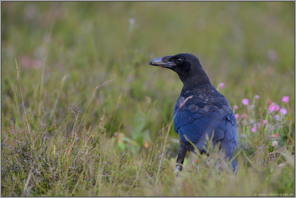 keck... Rabenkrähe *Corvus corone*