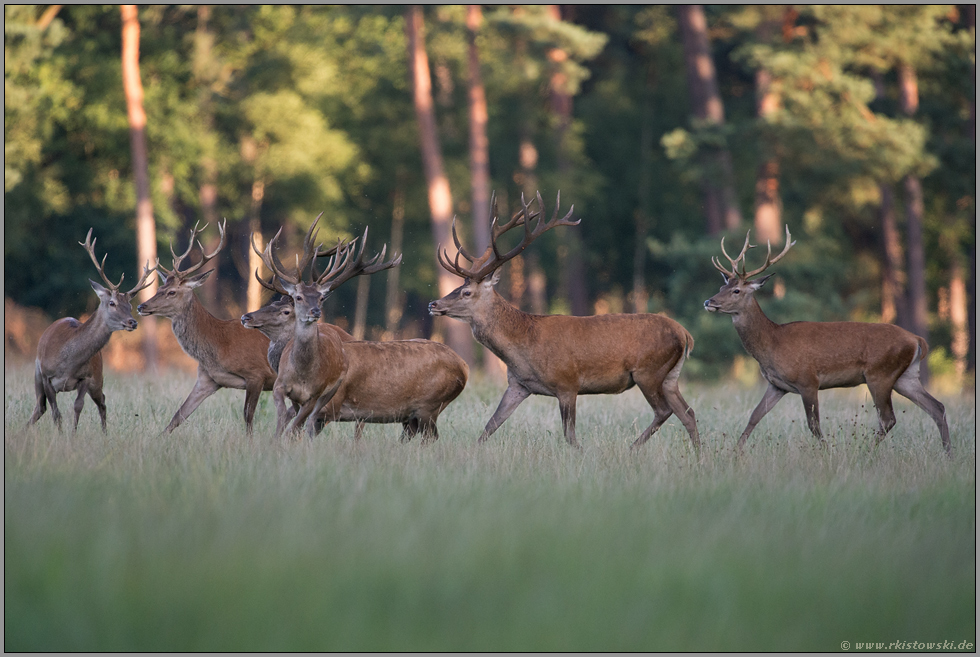 Männergesellschaft... Rotwild *Cervus elaphus*