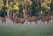 Männergesellschaft... Rotwild *Cervus elaphus*