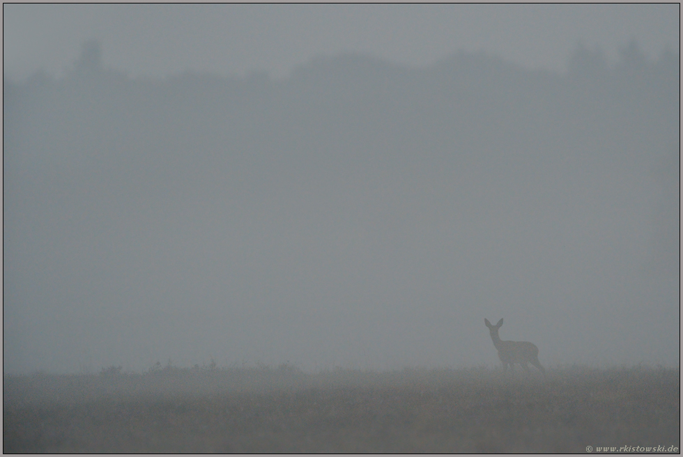 dichter Nebel... Reh *Capreolus capreolus*