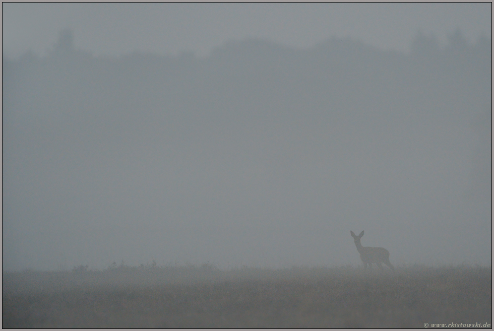 dichter Nebel... Reh *Capreolus capreolus*