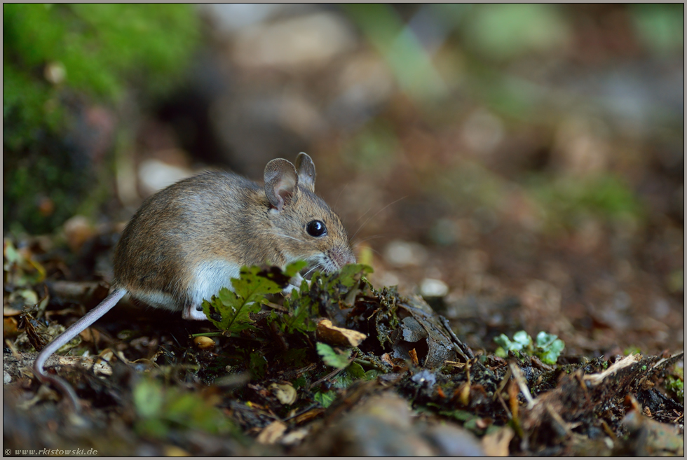 auf Nahrungssuche... Waldmaus *Apodemus sylvaticus*