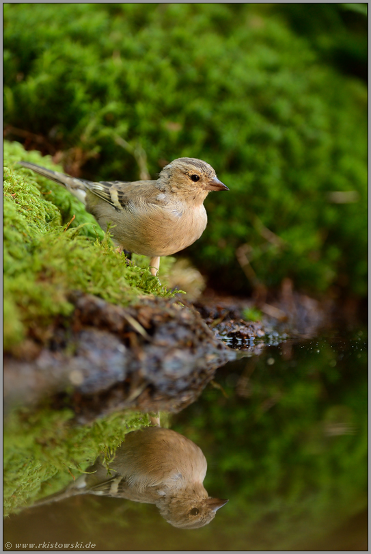 ein Jungvogel... Buchfink *Fringilla coelebs*