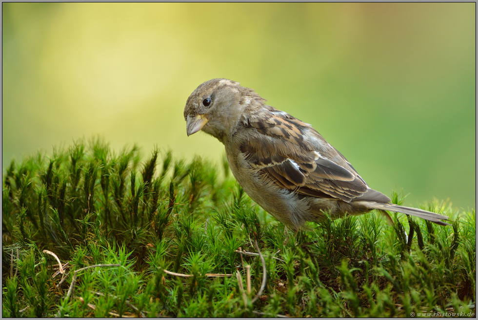 auf Nahrungssuche im Moos... Haussperling *Passer domesticus*